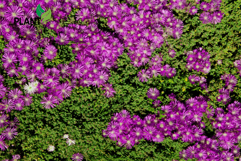 Yes, ice plants are edible, and their leaves can be consumed raw in salads or cooked in various dishes.
