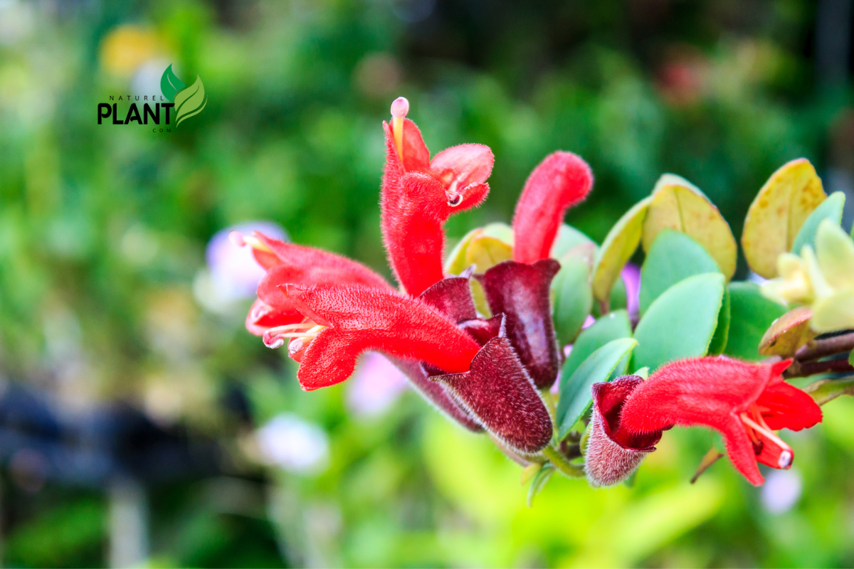 The lipstick plant (Aeschynanthus radicans) is a tropical perennial that hails from the rainforests of Southeast Asia. It belongs to the Gesneriaceae family, which also includes the popular African violet. 