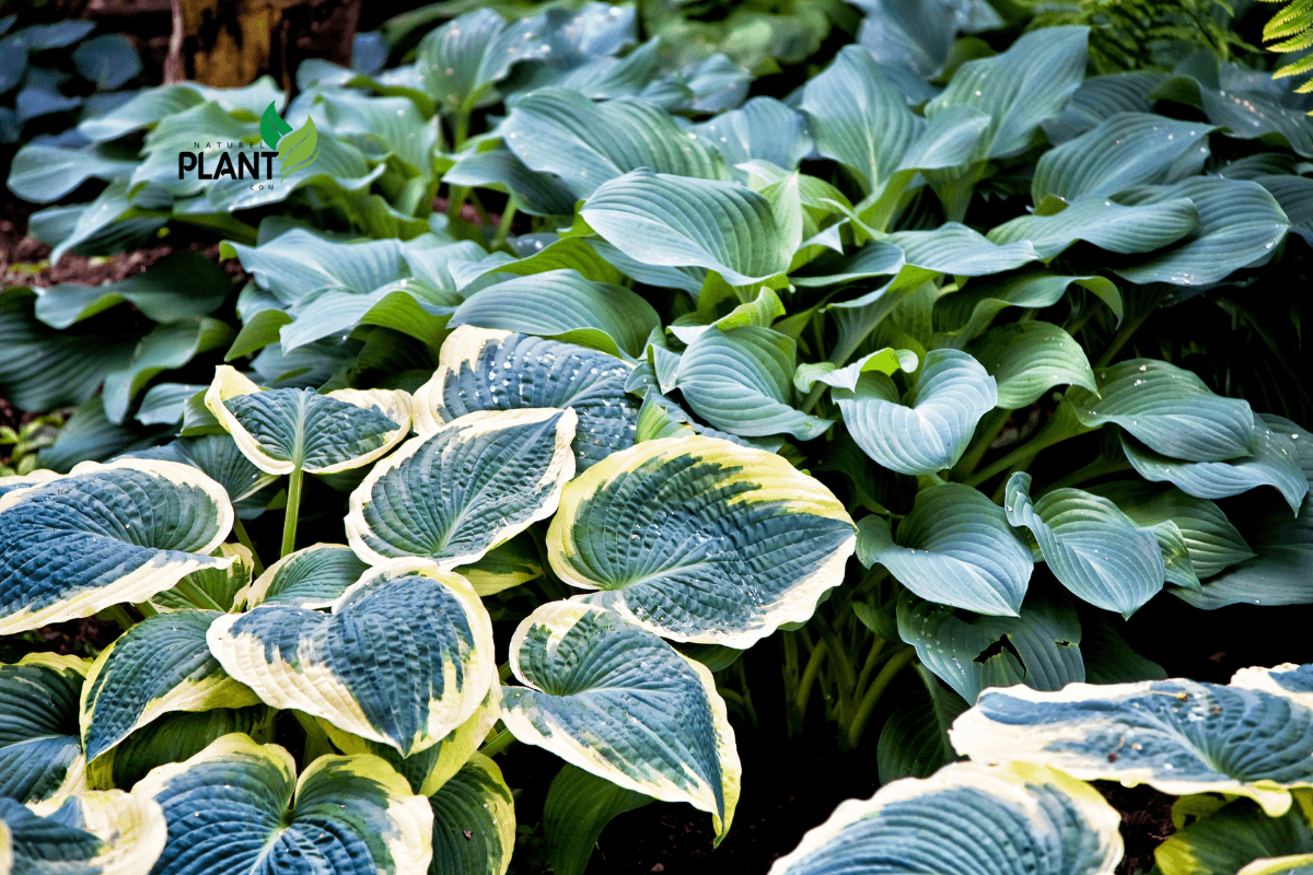 ‘Empress Wu’: This impressive variety is one of the largest hostas, boasting leaves up to 18 inches long and a height of up to 4 feet. It’s a showstopper that adds drama and grandeur to any garden. hosta.