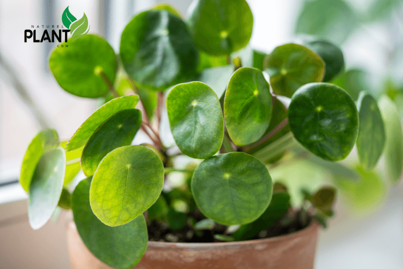 Everything you need to know about the Chinese money plant, from care tips to Feng Shui benefits. Keep your plant healthy and attract good fortune!