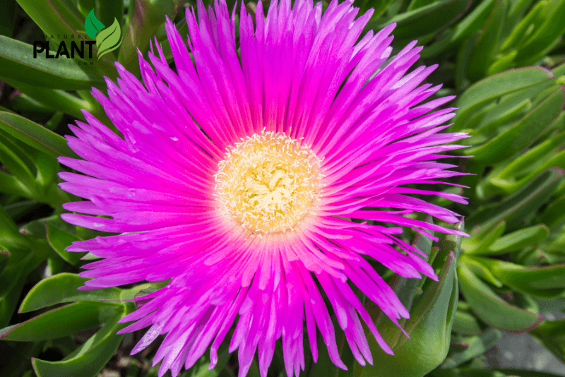 Ice plants are excellent for drought-tolerant landscaping, ground cover to suppress weeds, ornamental use for their vibrant flowers, and culinary uses due to their edible leaves.