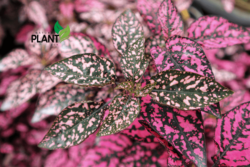 Brighten Your Space with a Polka Dot Plant!