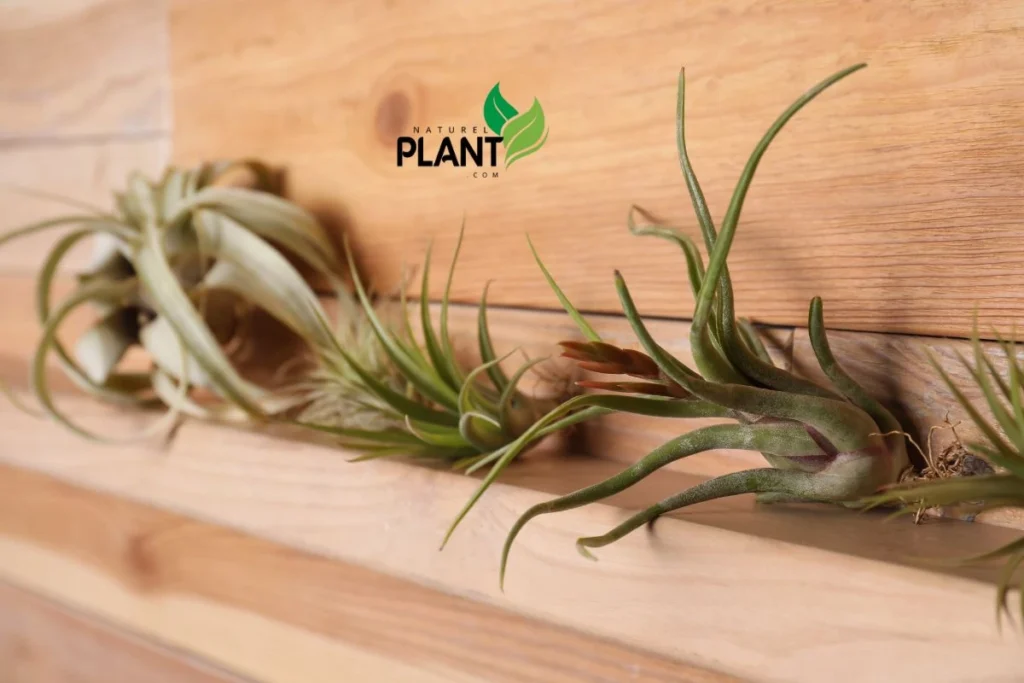 large air plants