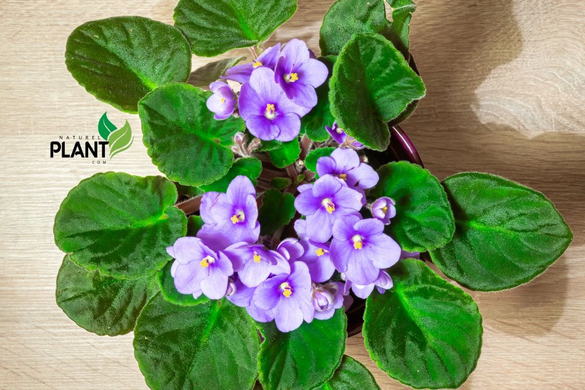 African Violet (Saintpaulia)