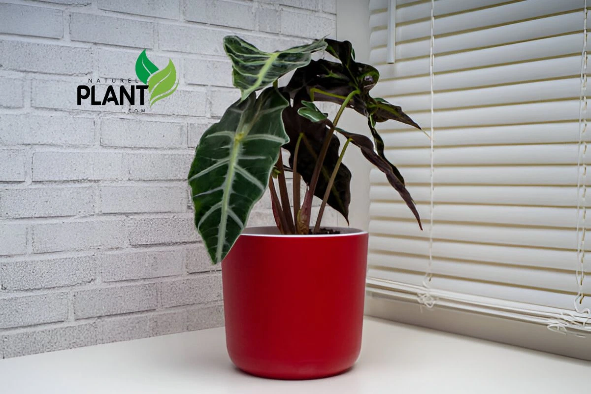 the Perfect Spot for Your Alocasia Polly