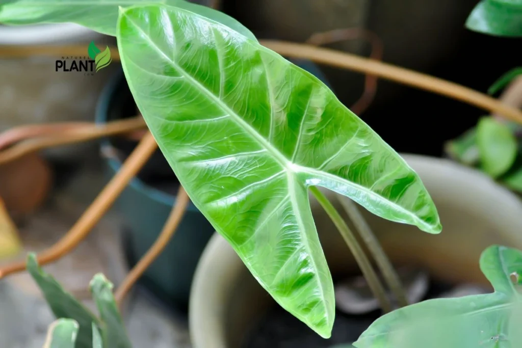 Alocasia macrorrhizos