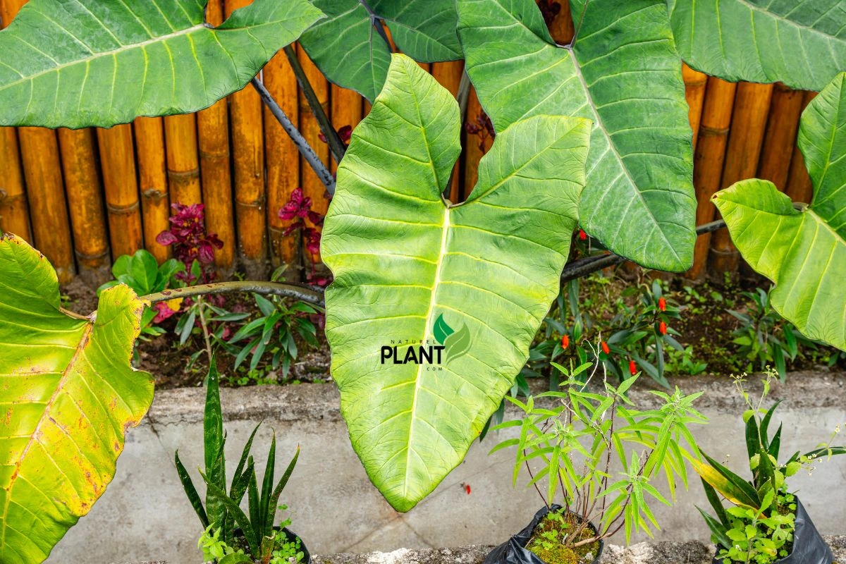 Alocasia Macrorrhiza Soil and Fertilization