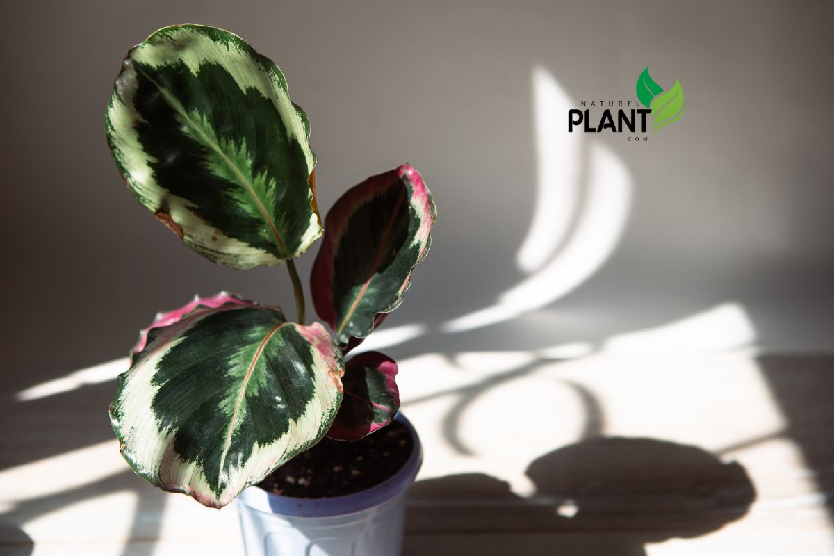 Calathea Roseopicta