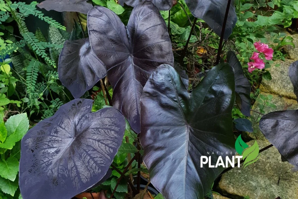 Colocasia Black Magic