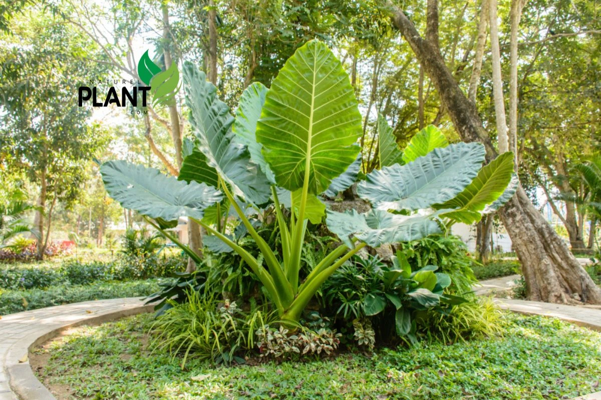  Colocasia Gigantea Elephant Ears