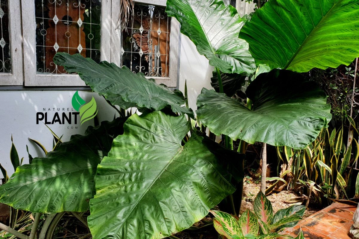 Colocasia Gigantea choisi