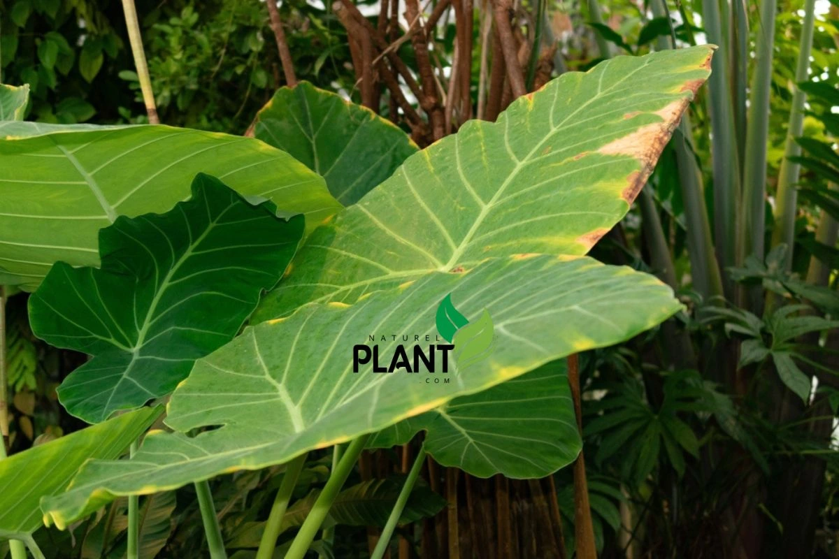 How to Overwinter Your Colocasia Gigantea Elephant Ears