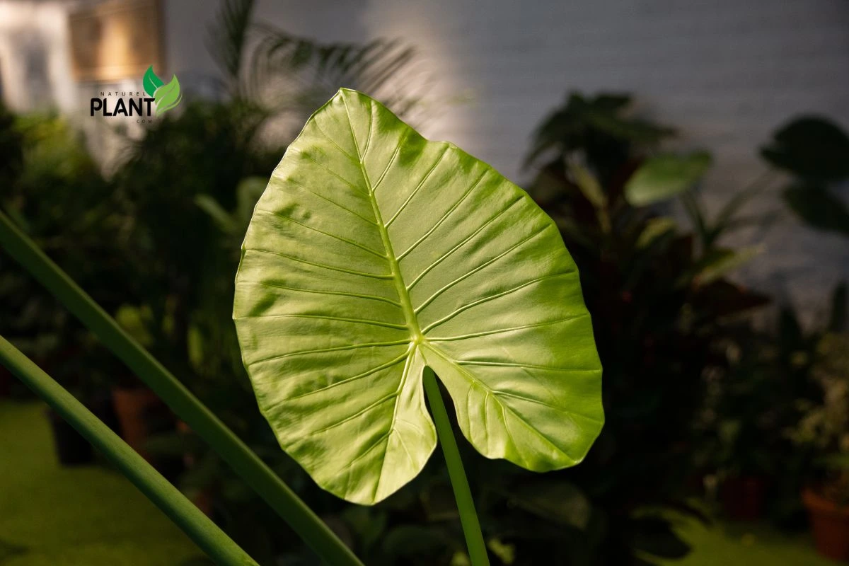 Alocasia Macrorrhiza: Light and Placement Tips