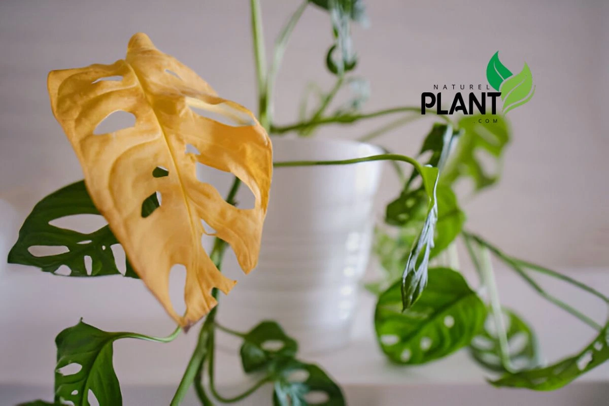 A stunning Monstera Adansonii in full growth, featuring its unique, hole-punched leaves. A perfect addition to any plant collection or indoor garden setup.