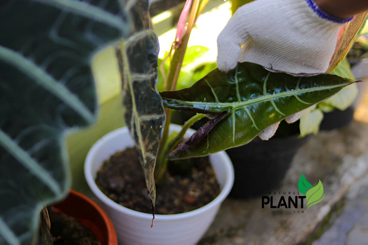 Growing  Alocasia Polly
