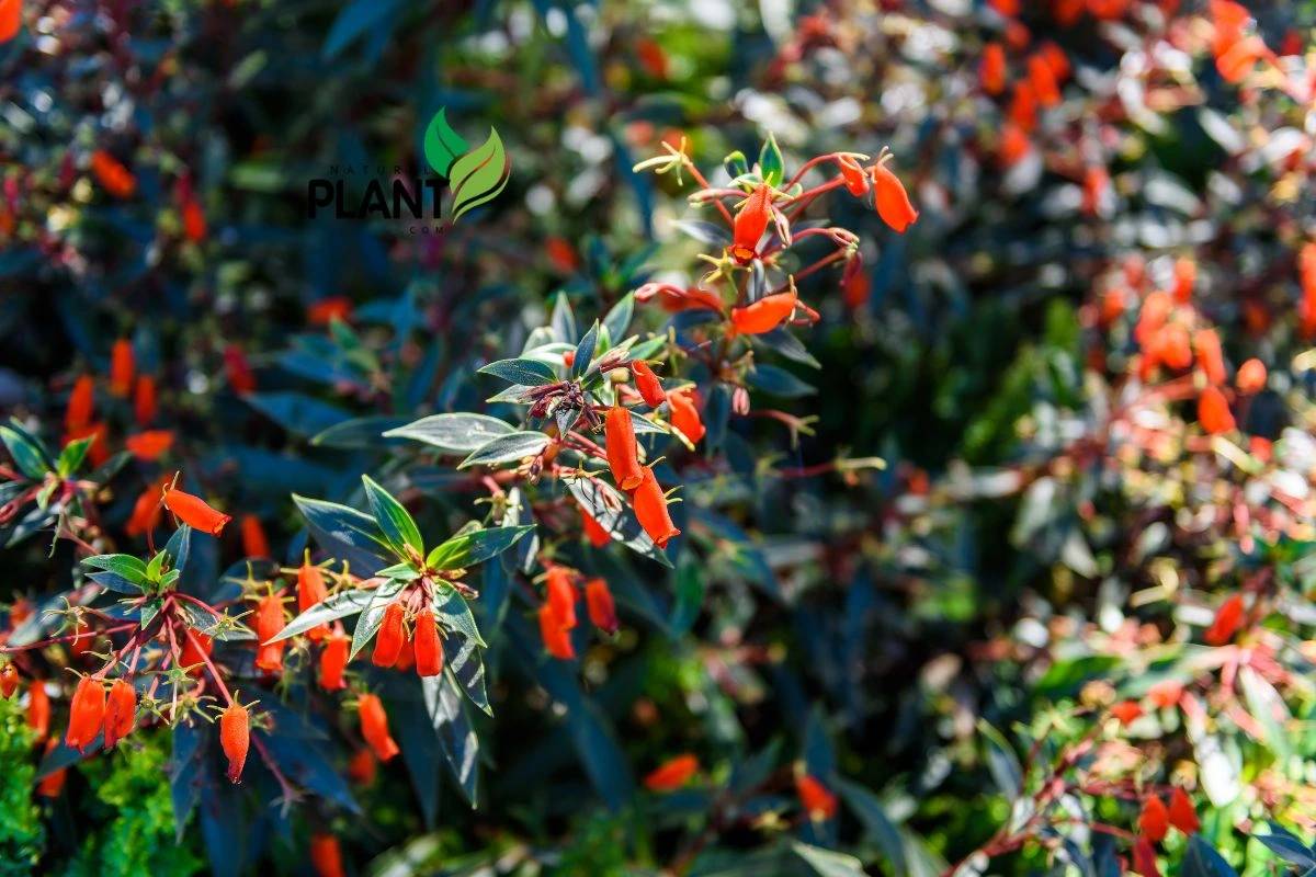 Planting Your Hummingbird Carpet Plant