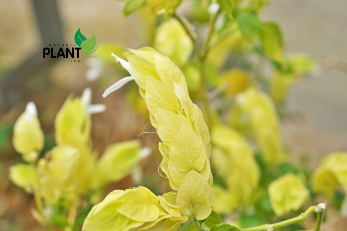 Justicia brandegeeana in a pot