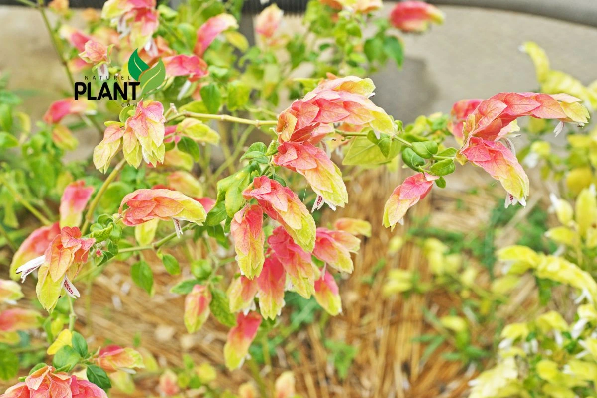 Comprehensive Care Practices for a Healthy Shrimp Plant