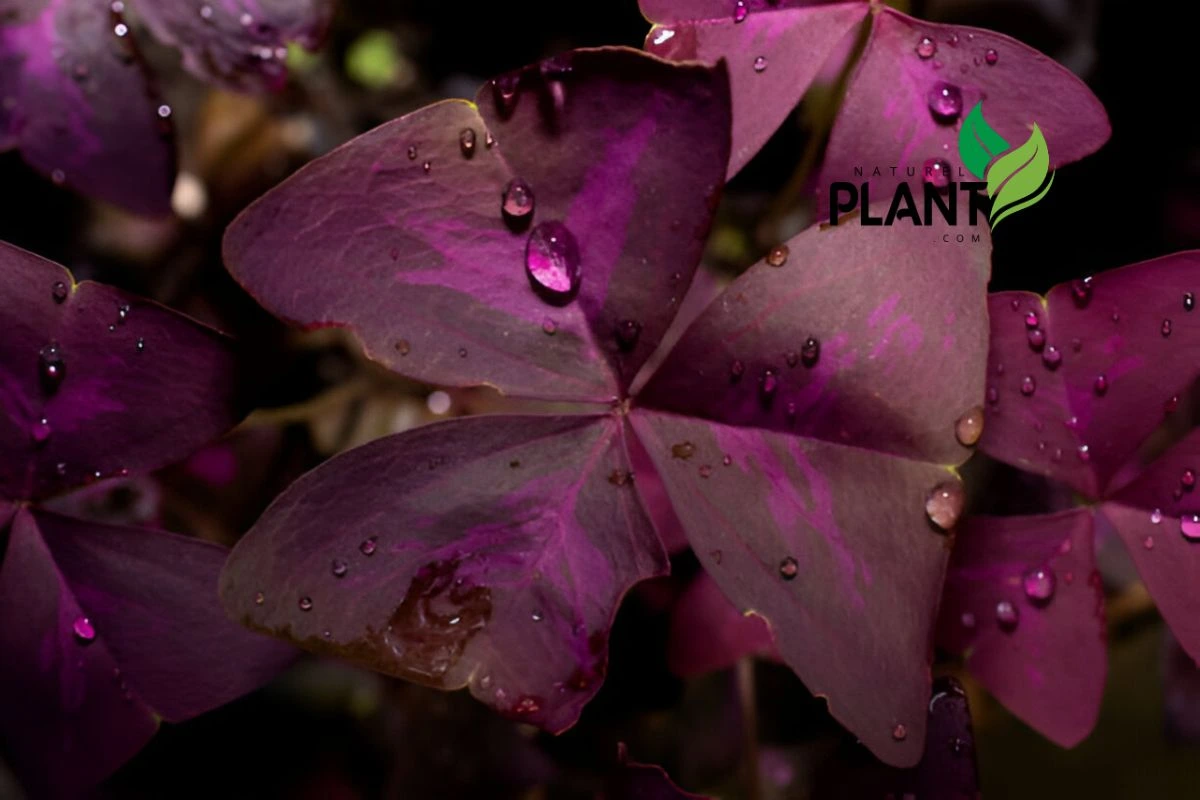 Oxalis Triangularis watering