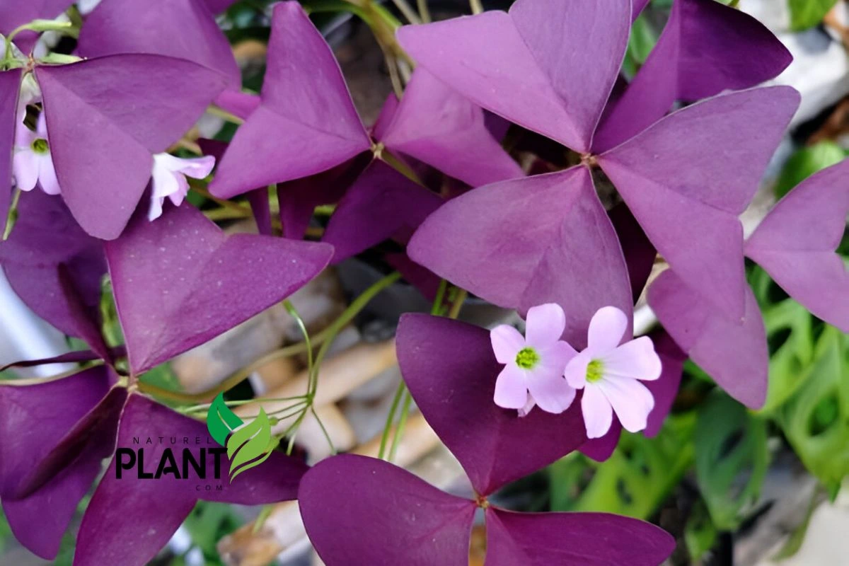 Traits of Oxalis Triangularis