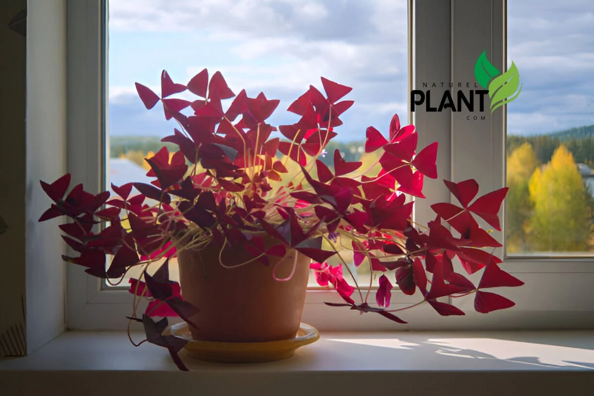 Essential Light  for Oxalis Triangularis