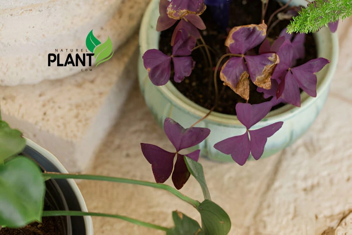 Pests and Problems with Oxalis Triangularis