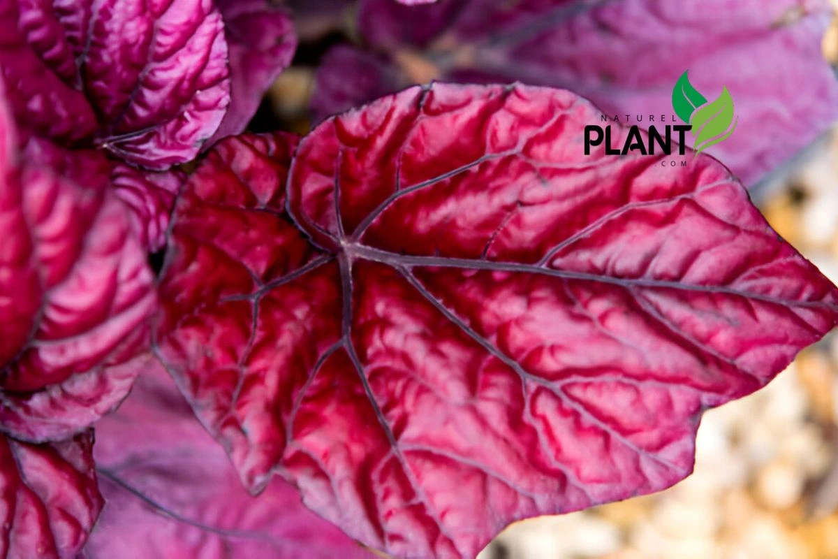 purple plants