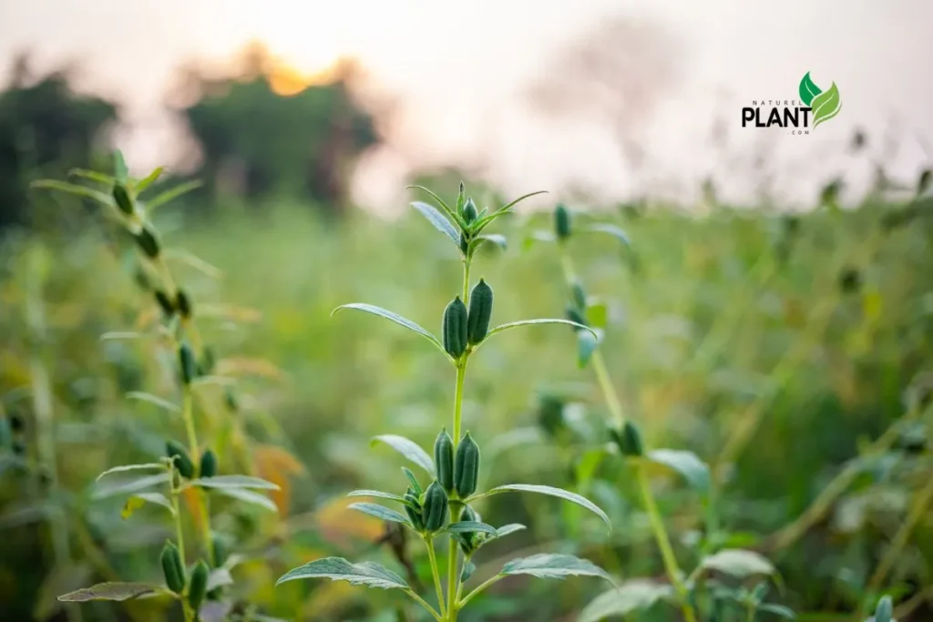 A detailed close-up of a thriving Sesame Plant, highlighting its vibrant leaves and delicate white flowers, offering a glimpse of the beauty and productivity this plant can bring to your garden.