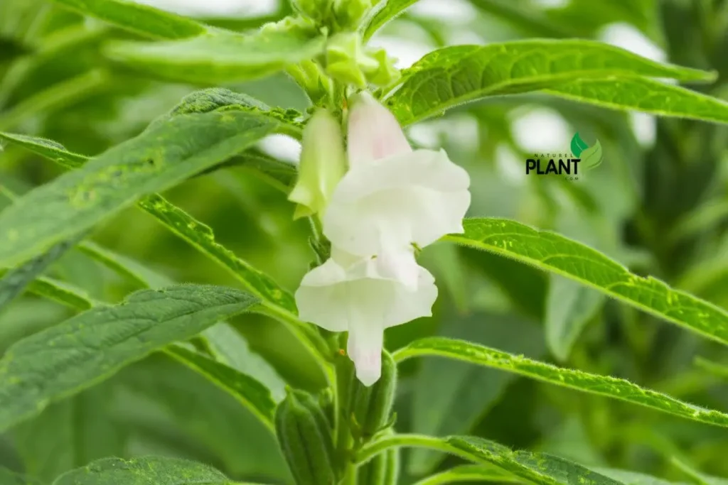 A mature Sesame Plant with ripened seed pods, showing signs of readiness for harvesting, illustrating the rewarding results of proper care and attention.