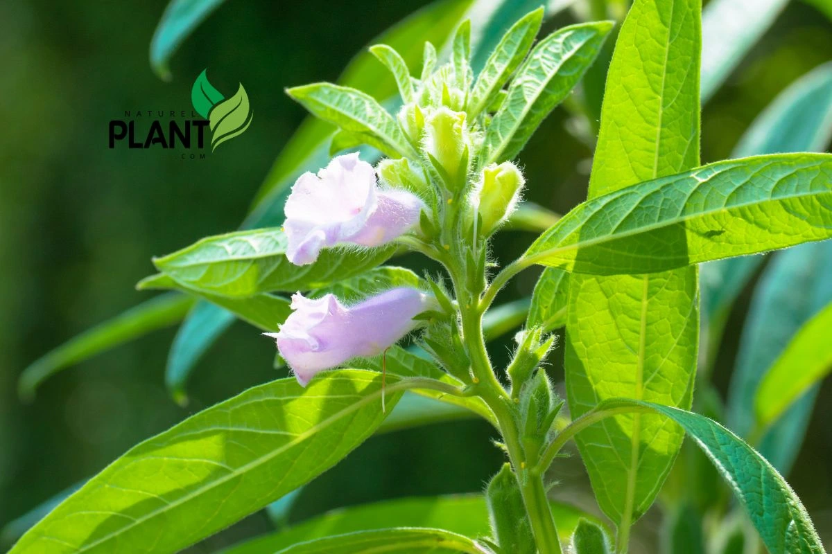 Sesame Plant