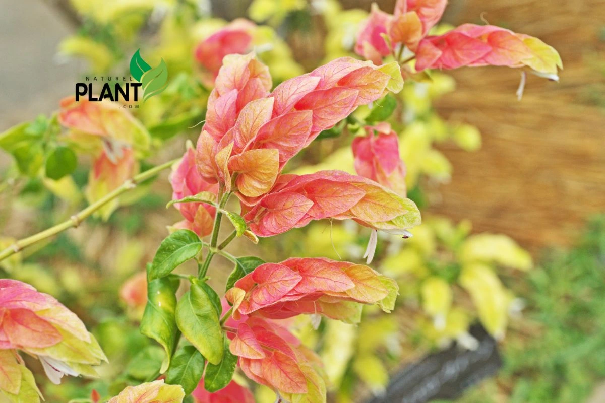 Shrimp Plant!