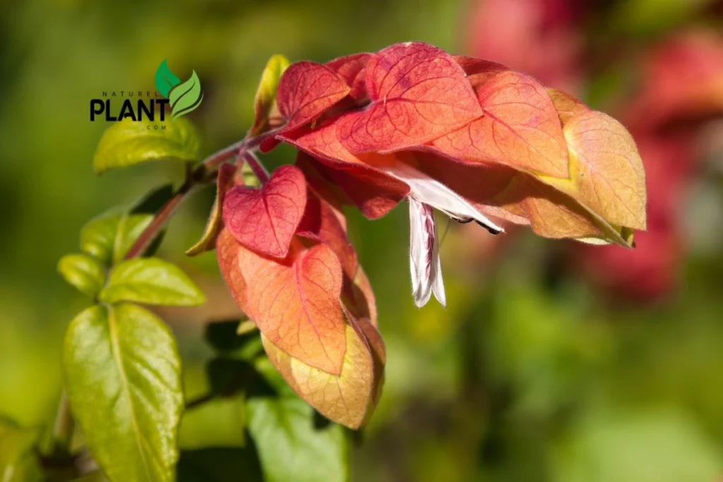 _Shrimp Plants