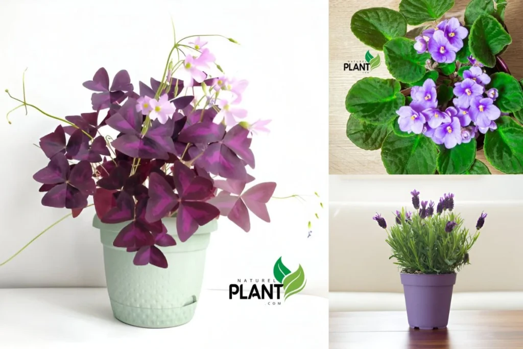 Top 10 Stunning Purple Plants