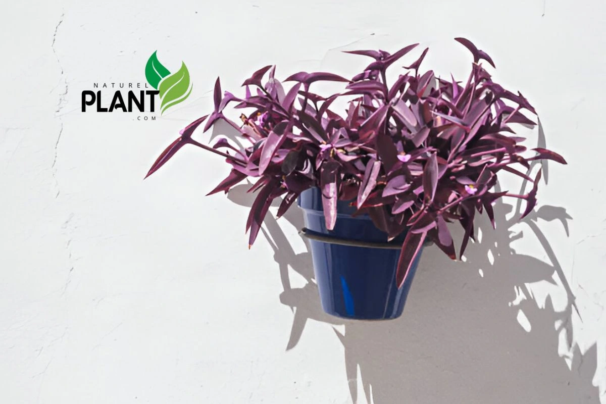 Purple Heart Plant (Tradescantia Pallida)