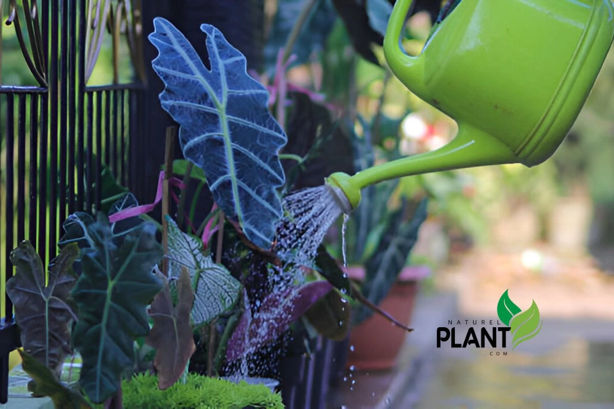 Watering Alocasia Polly