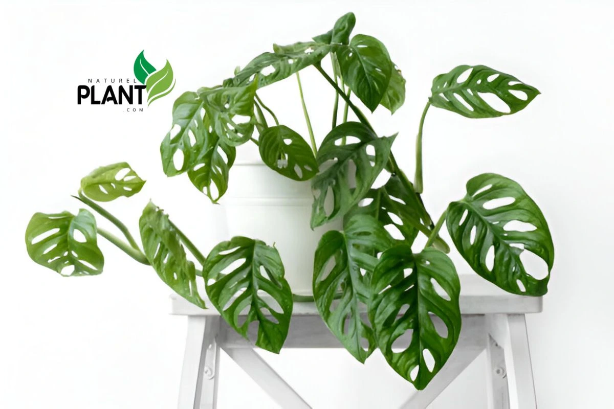 Monstera Adansonii Care: Keep Your Swiss Cheese Plant Thriving