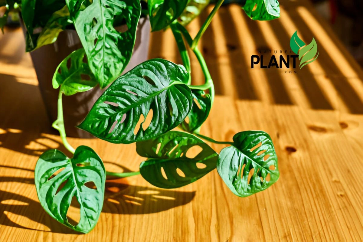 A Monstera Adansonii showcasing its vibrant green, fenestrated leaves as it thrives in bright, indirect sunlight. Perfect for any indoor garden or home decor.