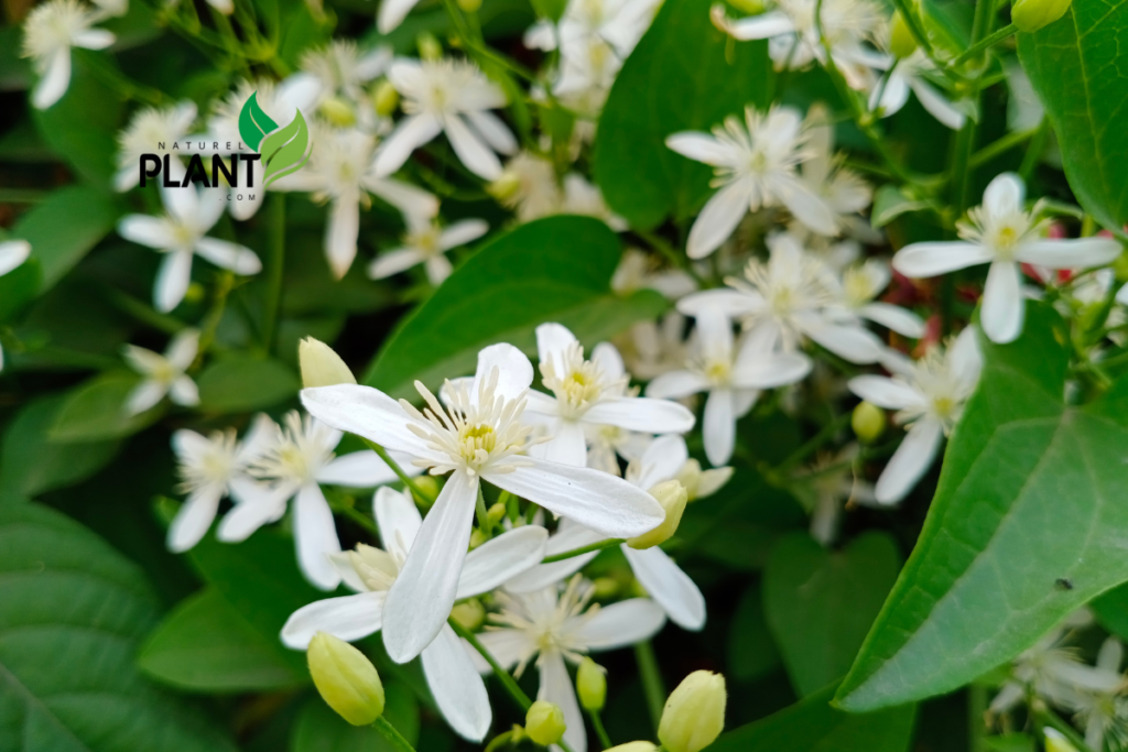 How to Care for night blooming jasmine