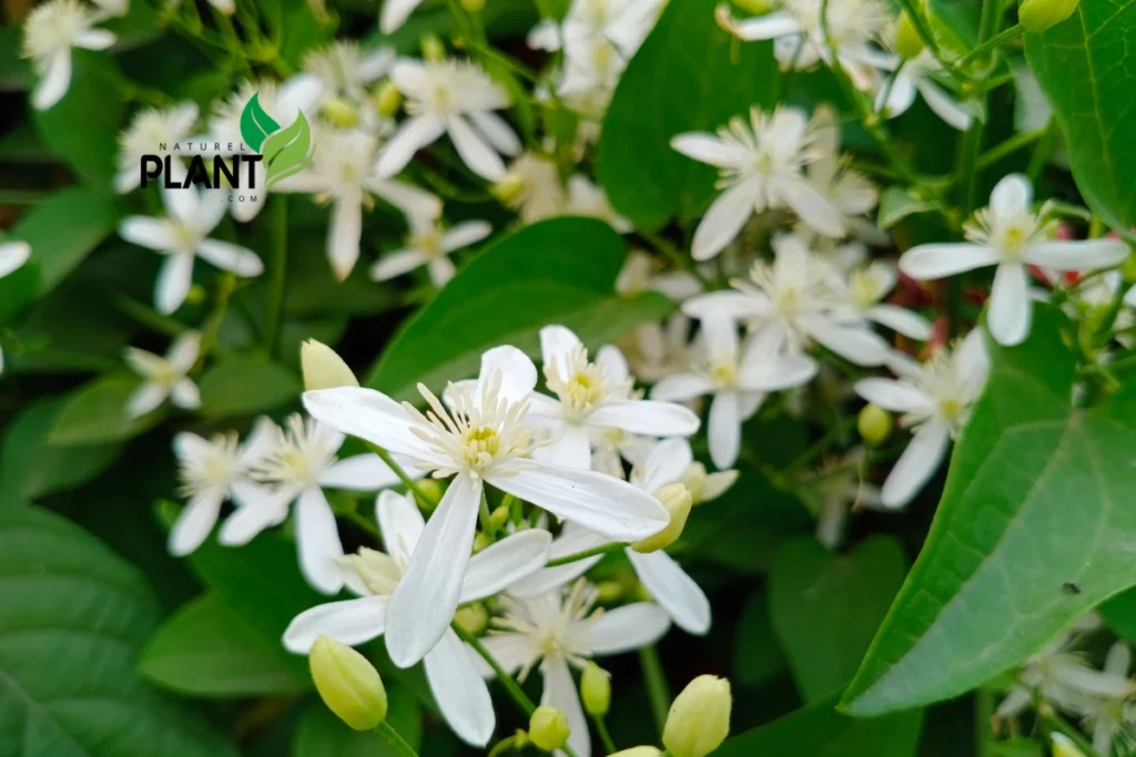 Understanding the Basics of Night Blooming Jasmine Plant