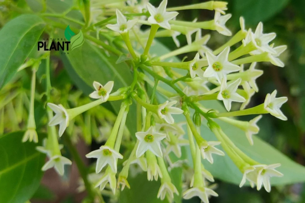 Night Blooming Jasmine care guide, featuring vibrant flowers and lush foliage, Night Blooming Jasmine plant