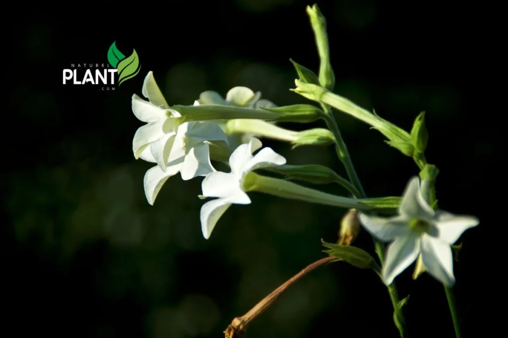 Night Blooming Jasmine plant hd