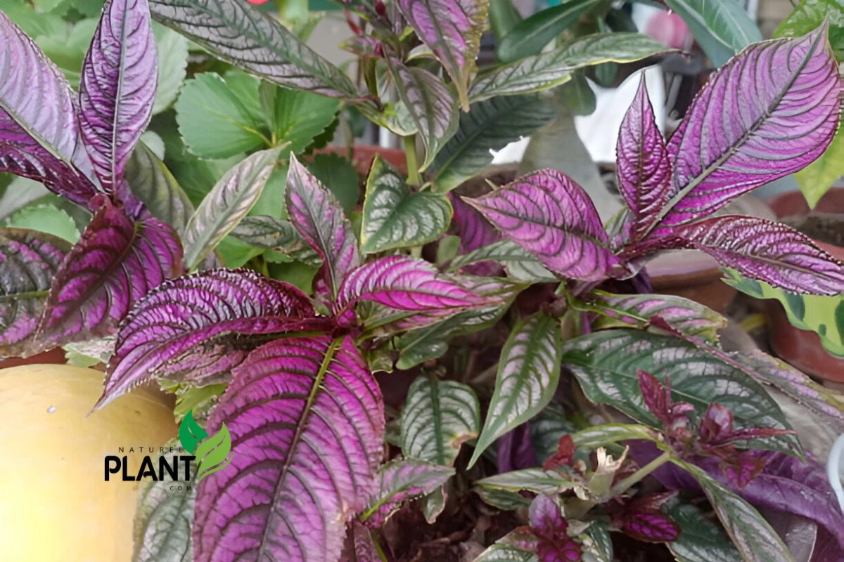 persian shield (strobilanthes dyeriana)