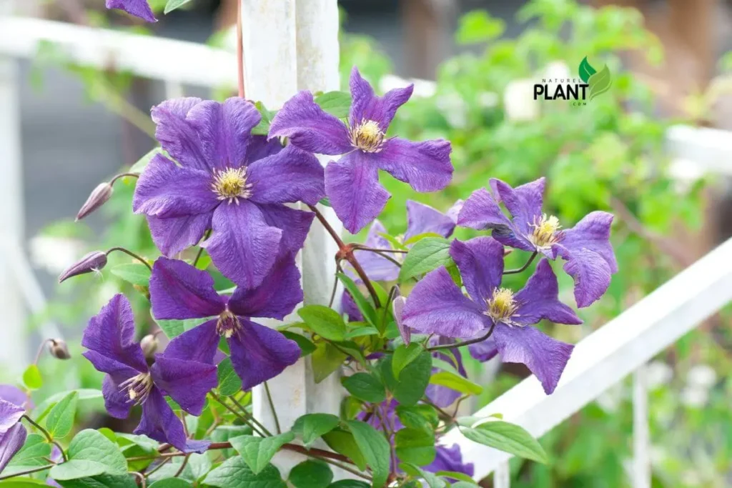 Bring life and color to your outdoor space with the best purple plants for gardens, perfect for adding a bold touch.