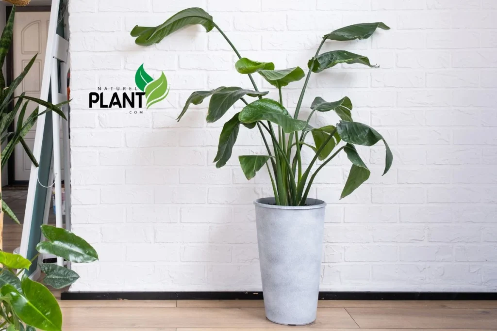 White Bird of Paradise Plant with lush, banana-like leaves in a bright room.