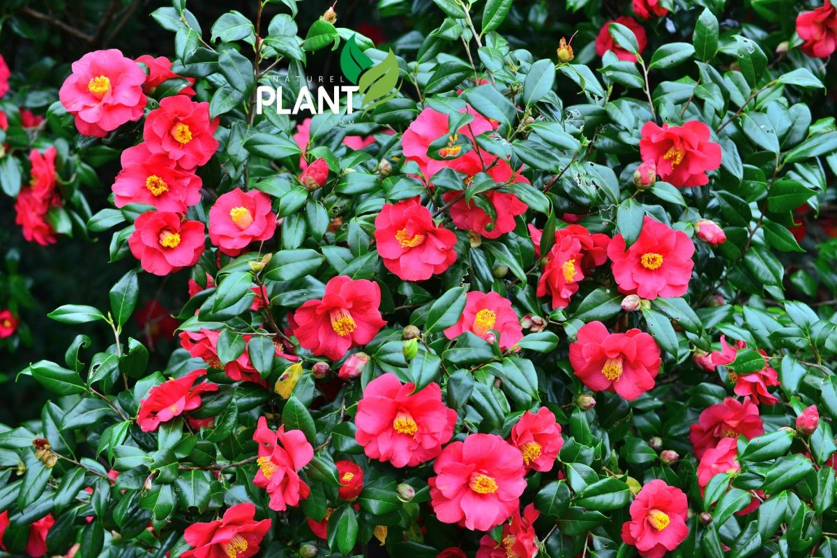 Understanding the Red Camellia Flower