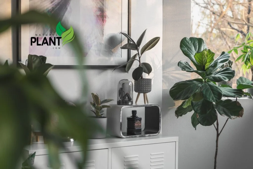 Green plants that will transform your space, creating a fresh, vibrant atmosphere with air-purifying, low-maintenance, and stylish greenery.