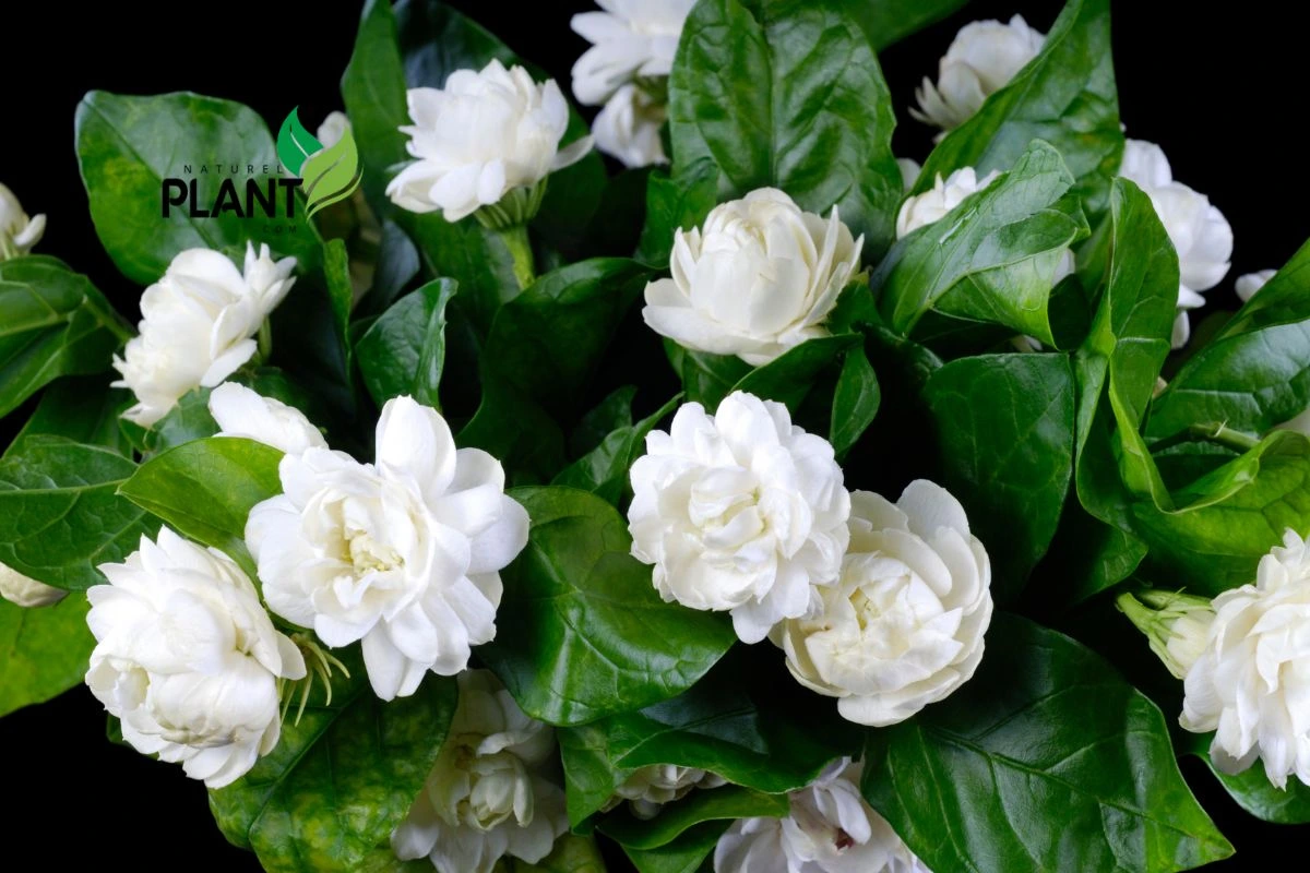 How to care for Grand Duke of Tuscany jasmine?