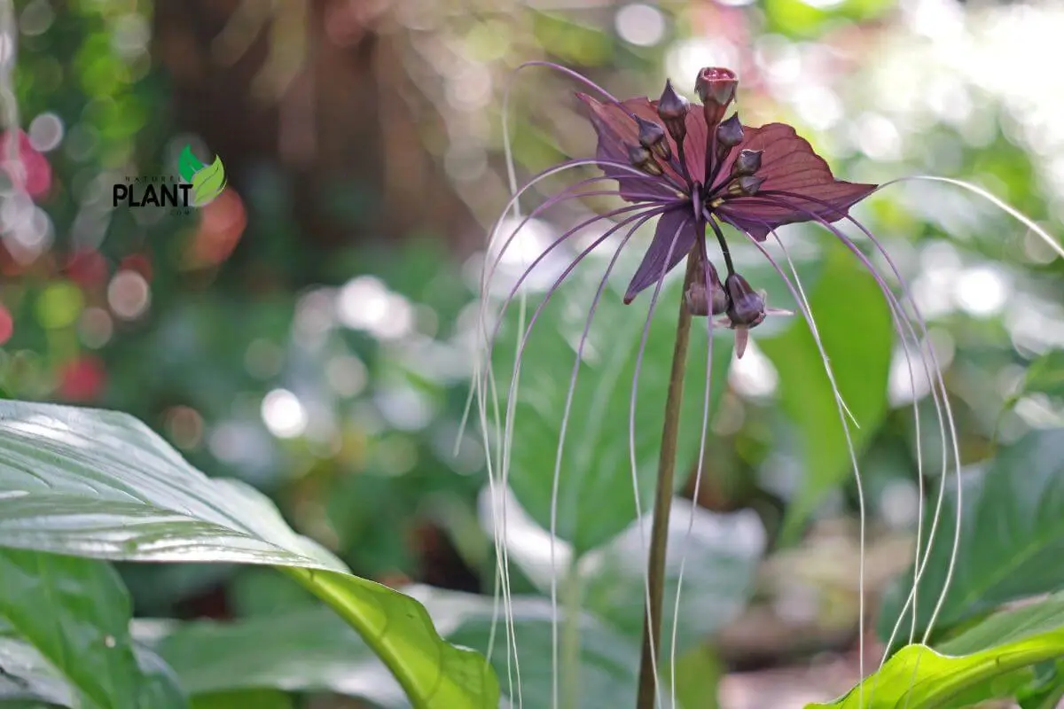 An assortment of rare plants arranged in a beautifully designed garden, highlighting their distinctive leaves and flowers.