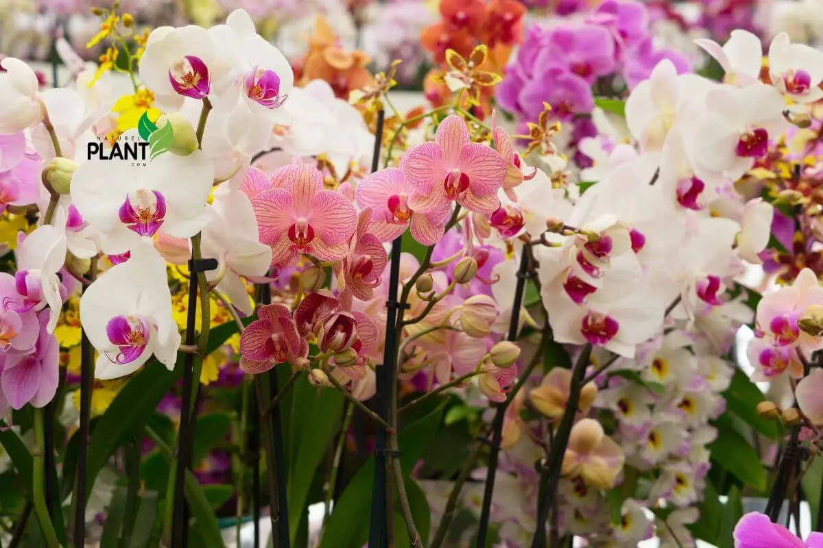 Close-up of rare plants with unusual textures and striking blooms, showcasing the beauty and diversity of exotic flora.