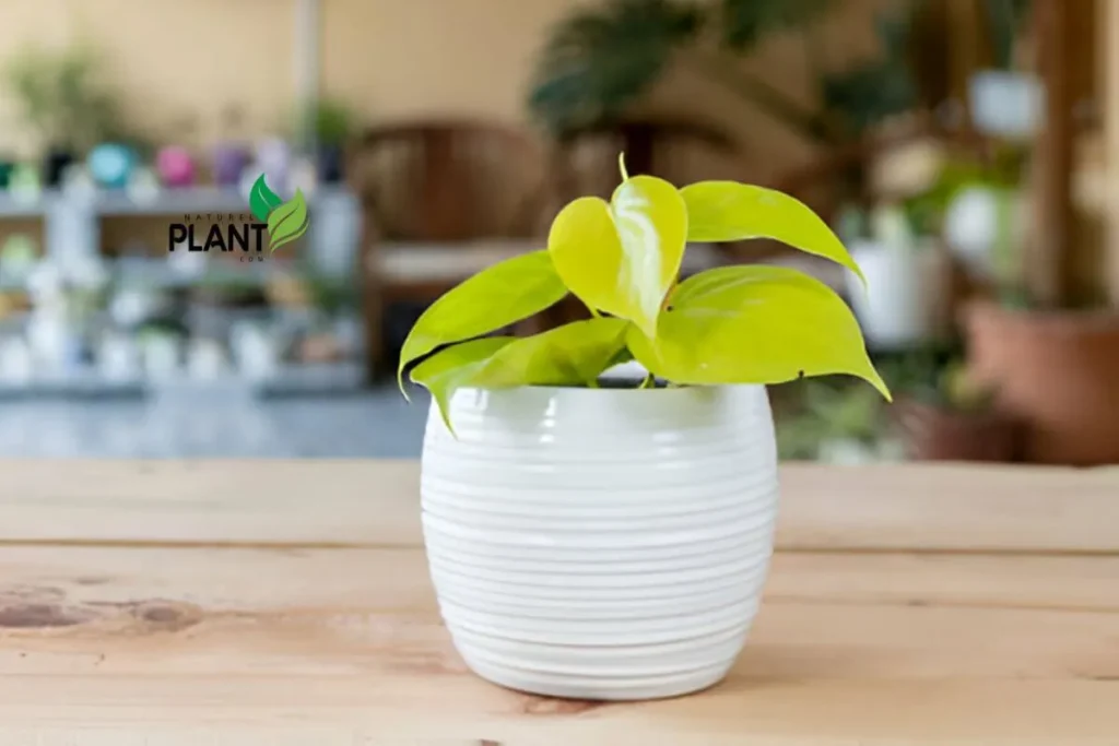 A vibrant display of the Lemon Lime Philodendron's heart-shaped leaves